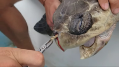 吸管插入海龜
