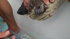 吸管插入海龜