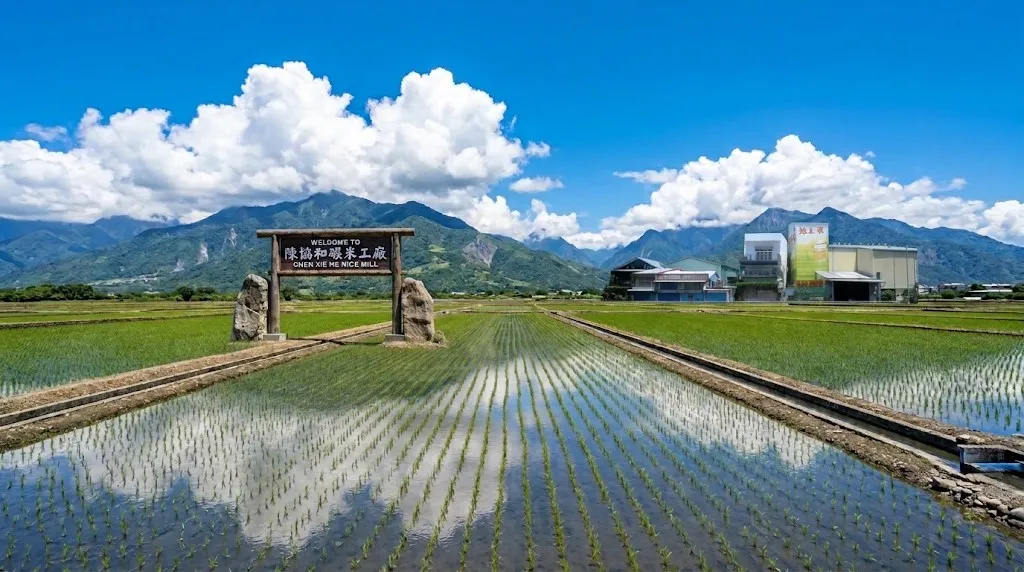 一望無際的水稻美景,每一粒米,都是大自然與我們最深的情感