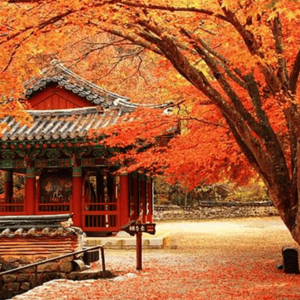 韓國旅遊旅行社