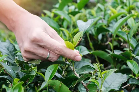 飲料店用茶批發