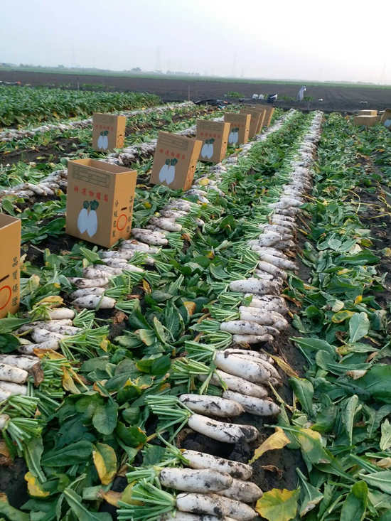 生鮮蔬菜水果:白蘿蔔、洋蔥、高麗菜