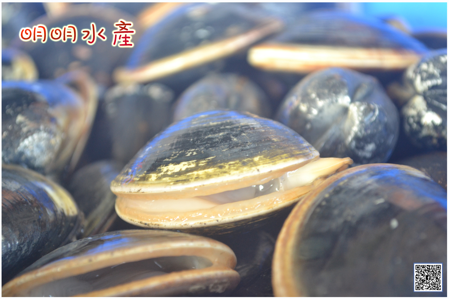 鹽水養殖蛤蜊 沒有漂白