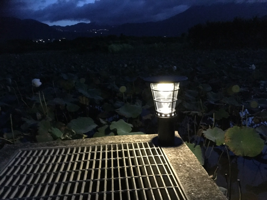 居家小徑的守護者：高亮度太陽能LED景觀燈