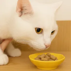 貓飼料2