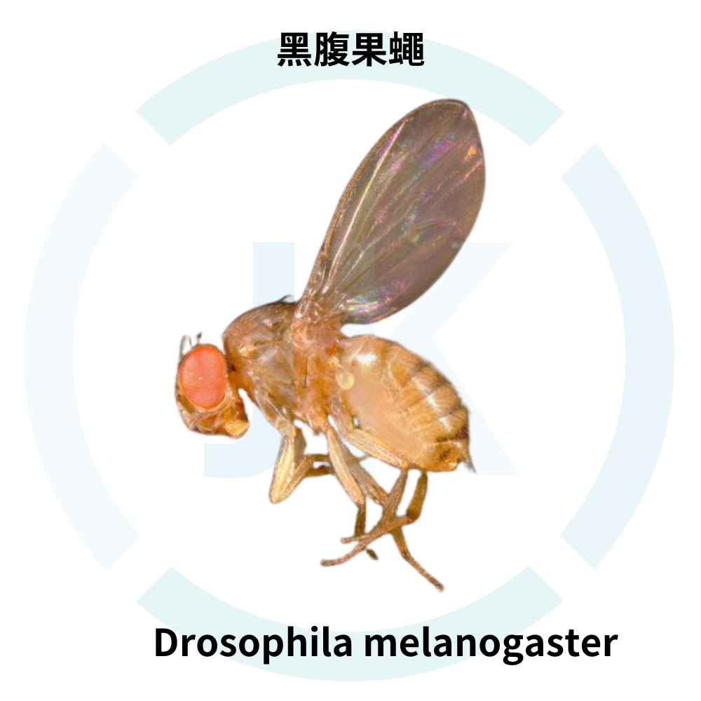 【黑腹果蠅】黑腹果蠅(Drosophila mel