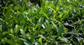 打造高端餐飲靈魂：台北抹茶與日本茶批發採購指南