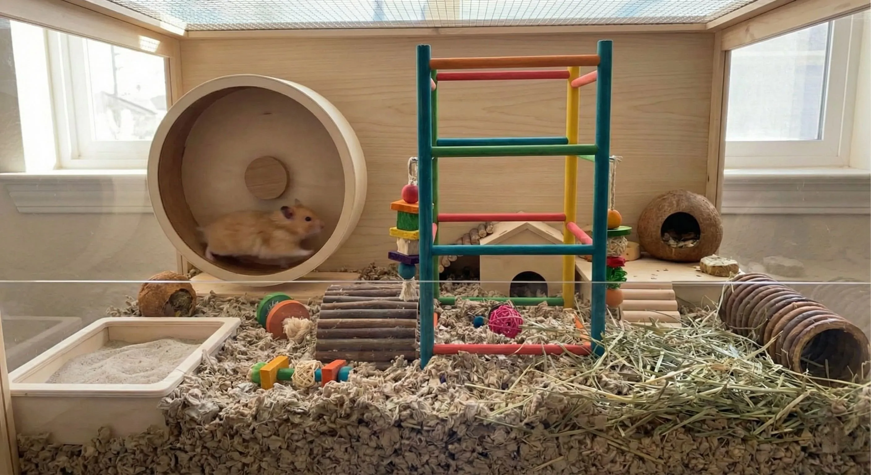 可愛的小倉鼠回家了