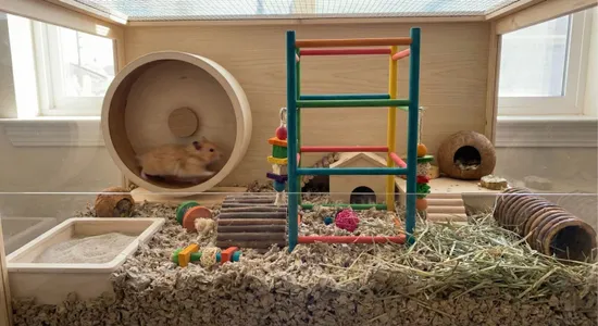 新手飼養懶人包｜養倉鼠要準備什麼？從無塵紙棉、飲食到環境佈置全解析