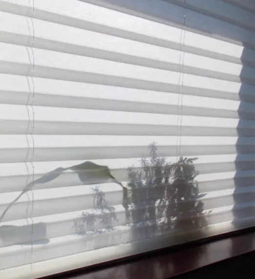 roller shades