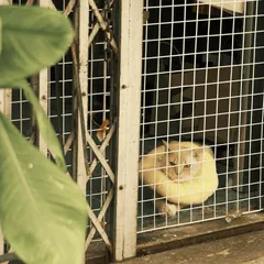 市面上的防護產品種類繁多，專業飼主更傾向選擇不鏽鋼點焊鋼絲網