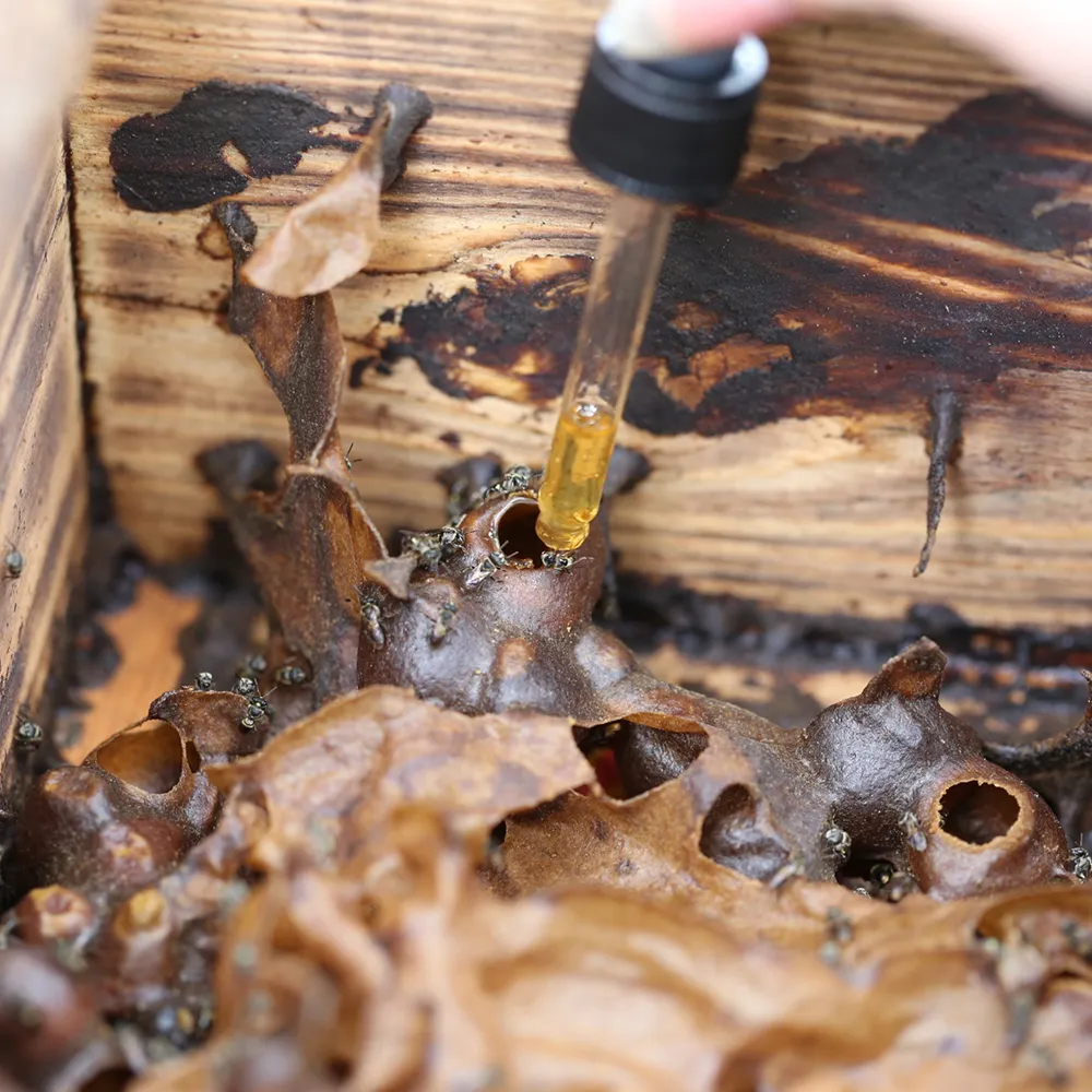 企業ESG活動設計指南：從生態導覽到授粉教育