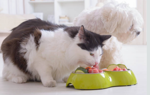 高雄寵物保健食品