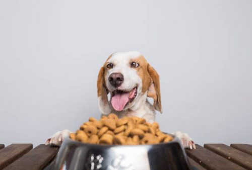 高雄寵物保健食品