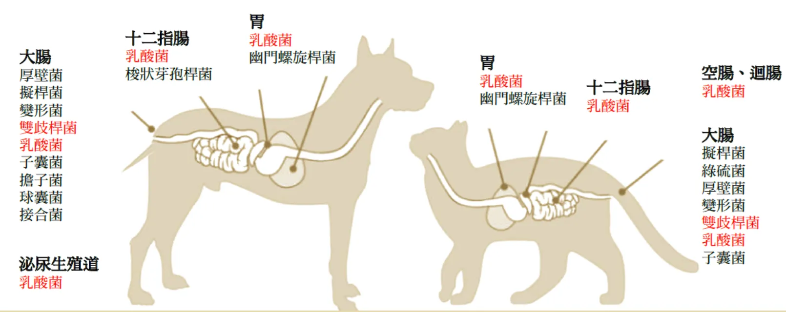 高雄貓咪保健品選擇