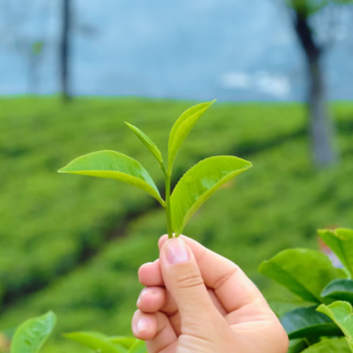 南投名間鄉茶葉