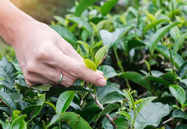 奶茶店原料批發