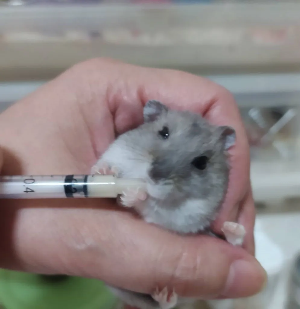 倉鼠喝奶奶-即食穀粉