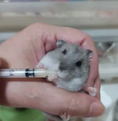 倉鼠喝奶奶-即食穀粉