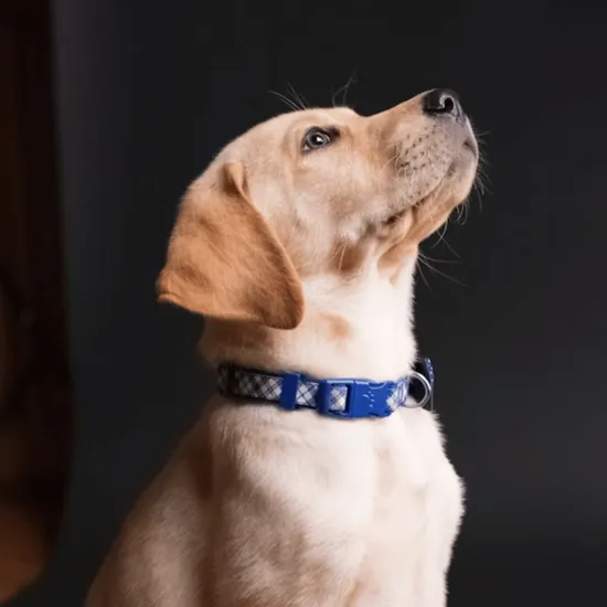 幼犬胸背帶與貓背帶訓練：開啟毛孩戶外休閒生活