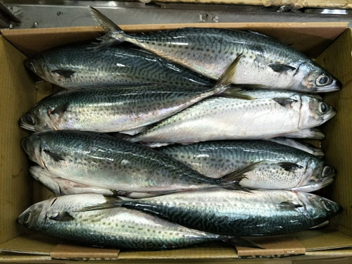 冷凍鯖魚