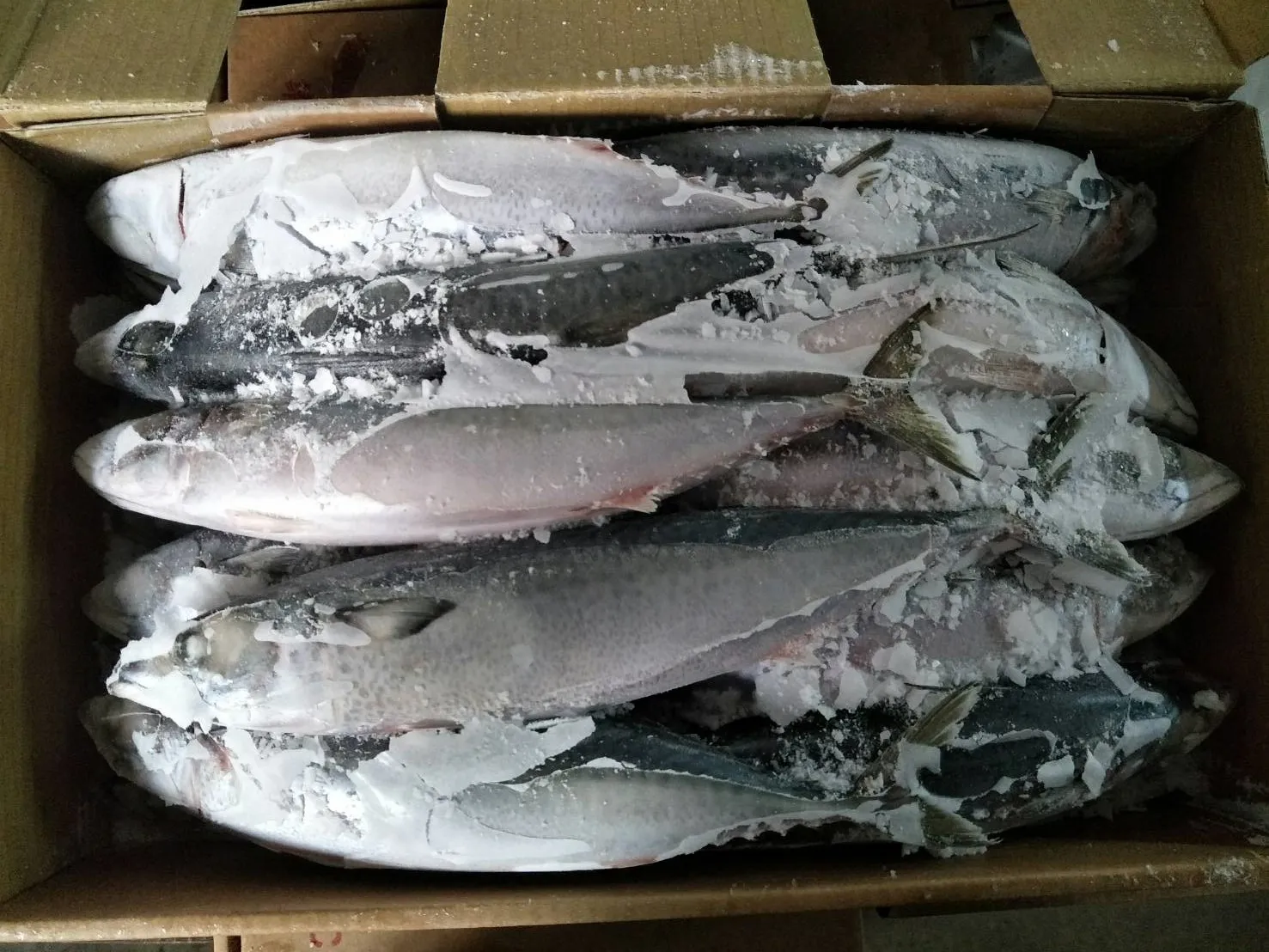 鯖魚和扁鯖
