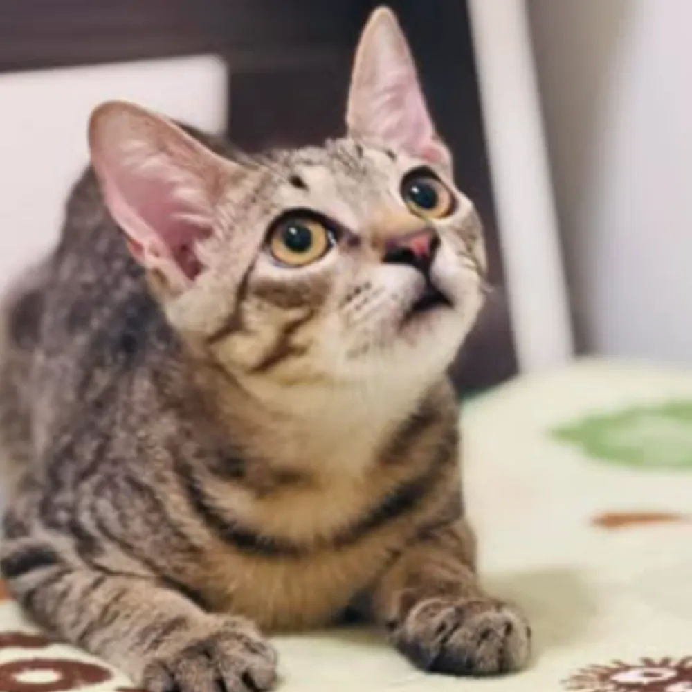 新北貓咪咖啡廳