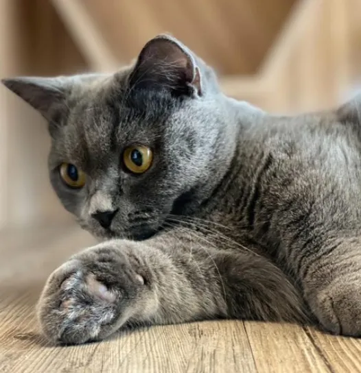 三重貓咪咖啡廳