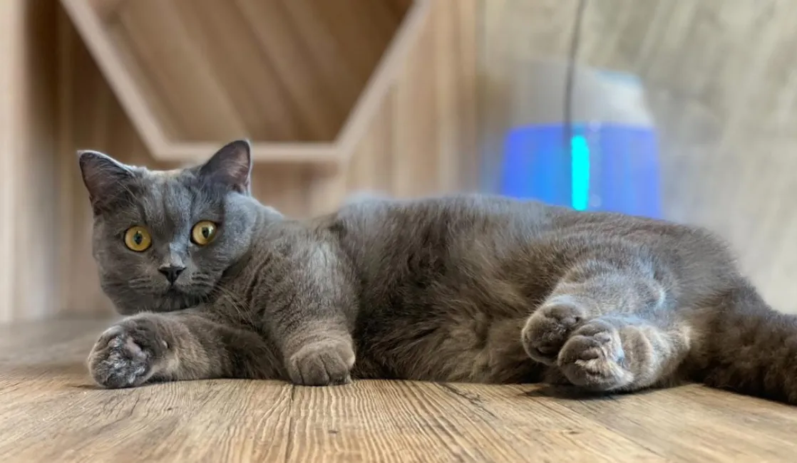 三重貓咪咖啡廳推薦