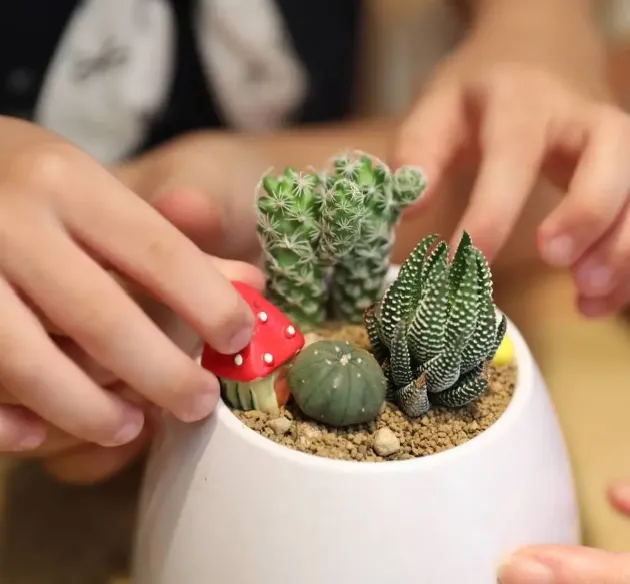多肉植物diy課程