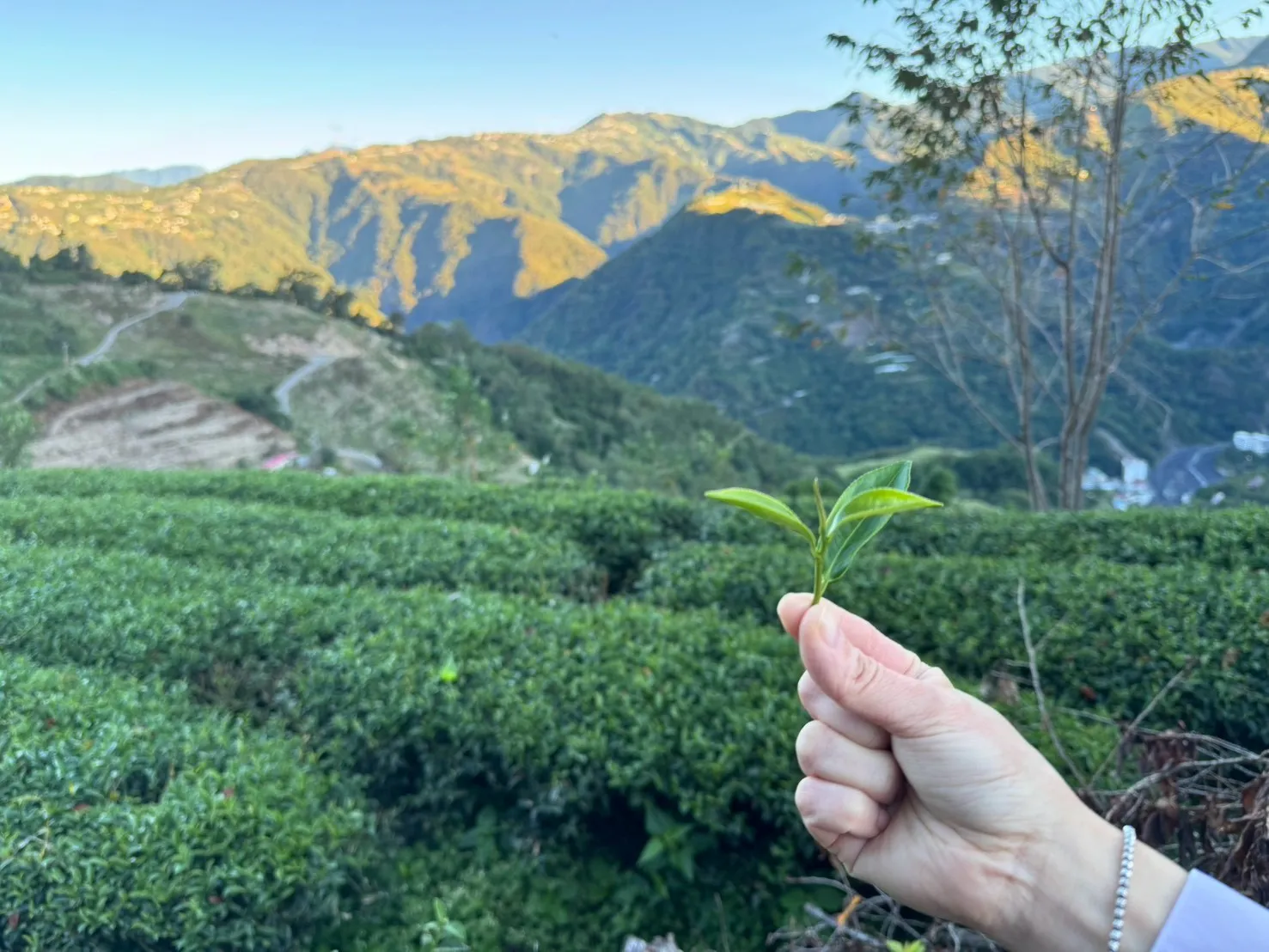 台灣精品茶