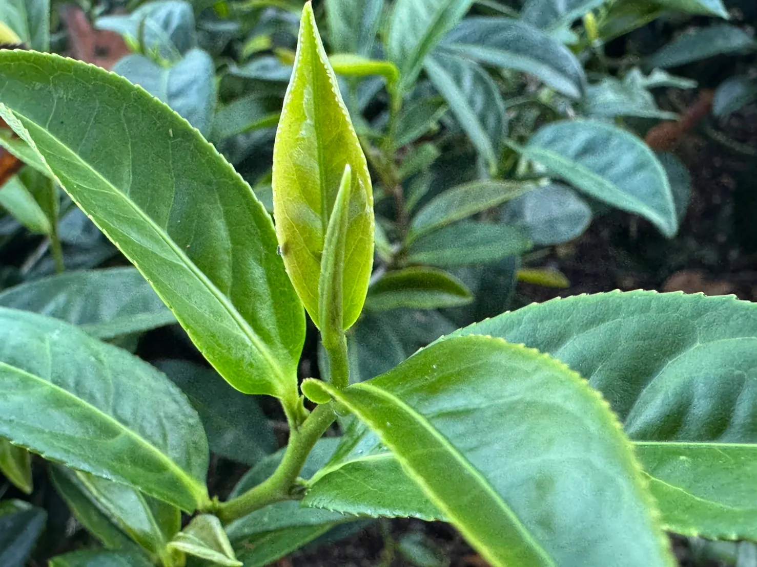 茶菁採摘