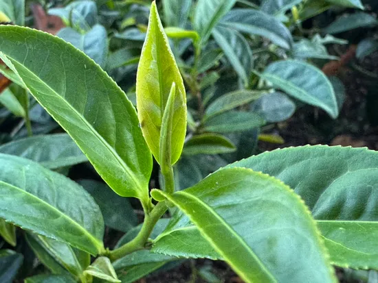 一心三葉的真功夫,如何成就一杯耐喝的台灣精品茶?