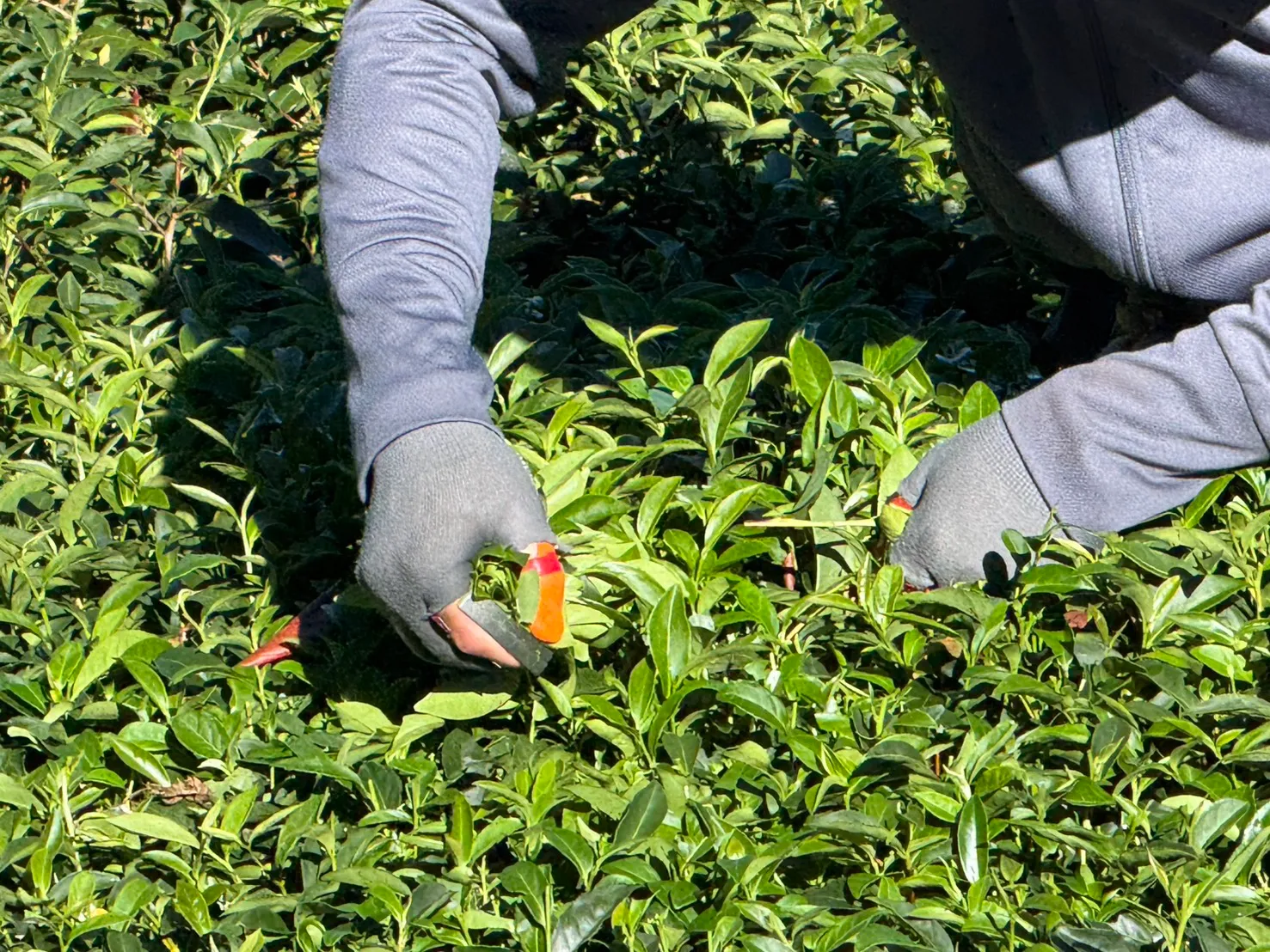 茶菁採摘