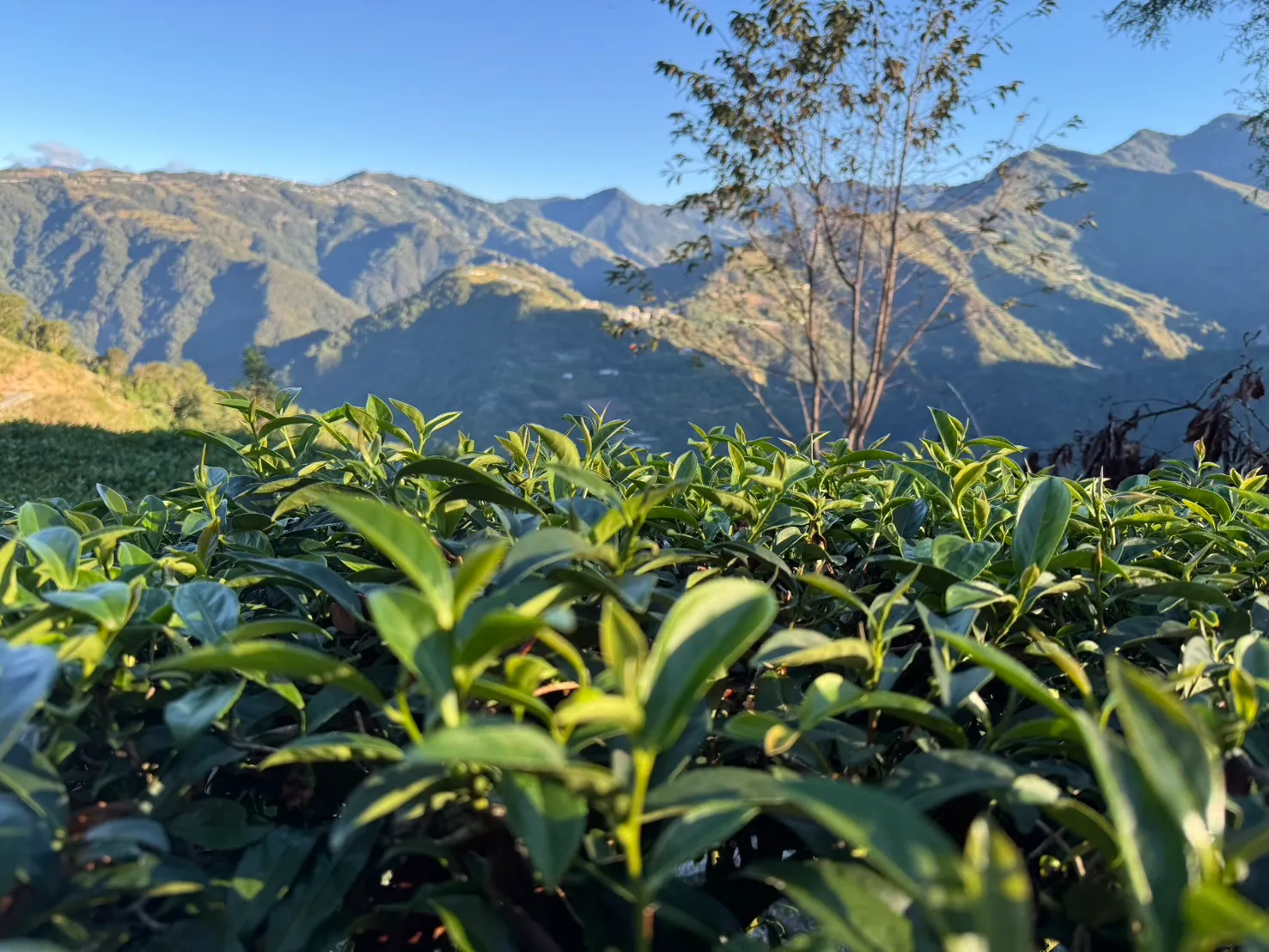 茶菁採摘