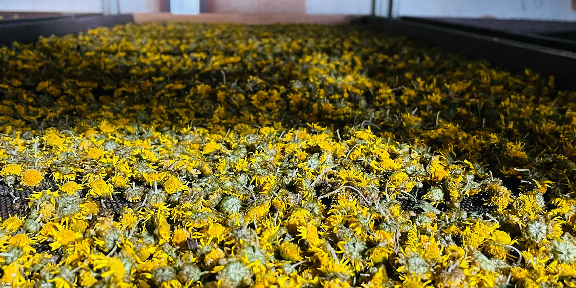 尋訪花東縱谷精釀酒廠：玉里金針花季必買伴手禮與私房酒莊指南