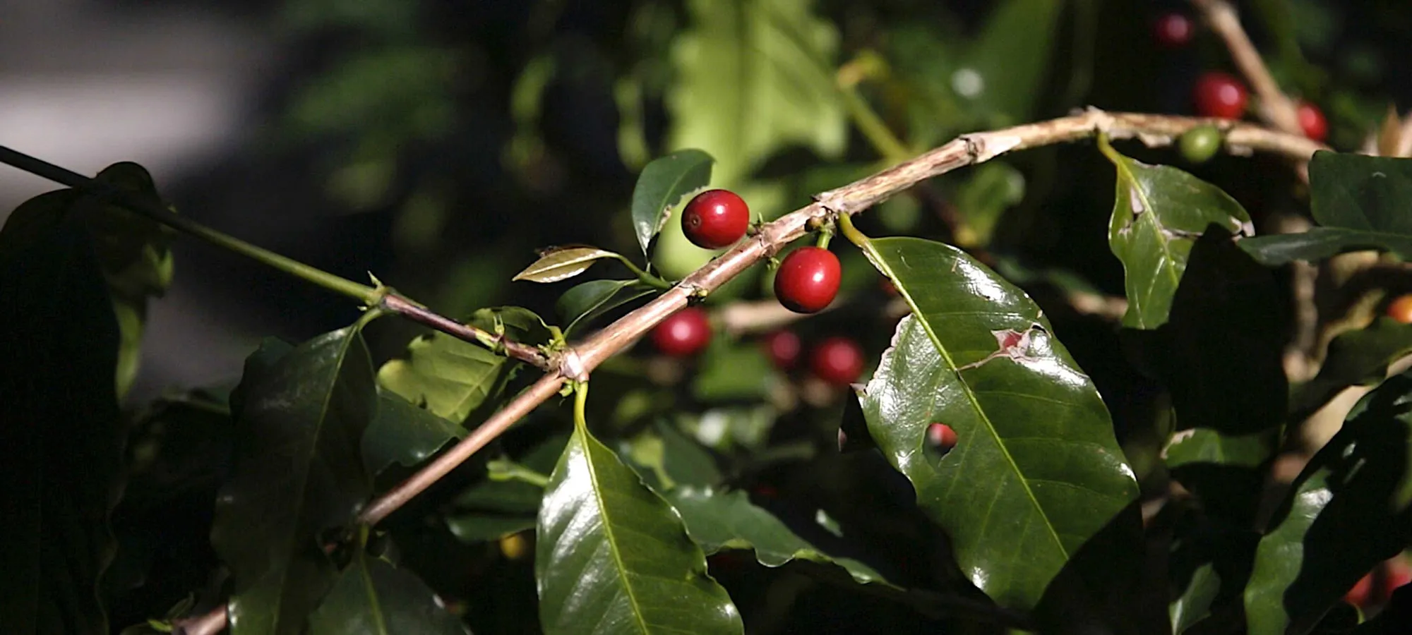 1-2花東縱谷精釀酒廠