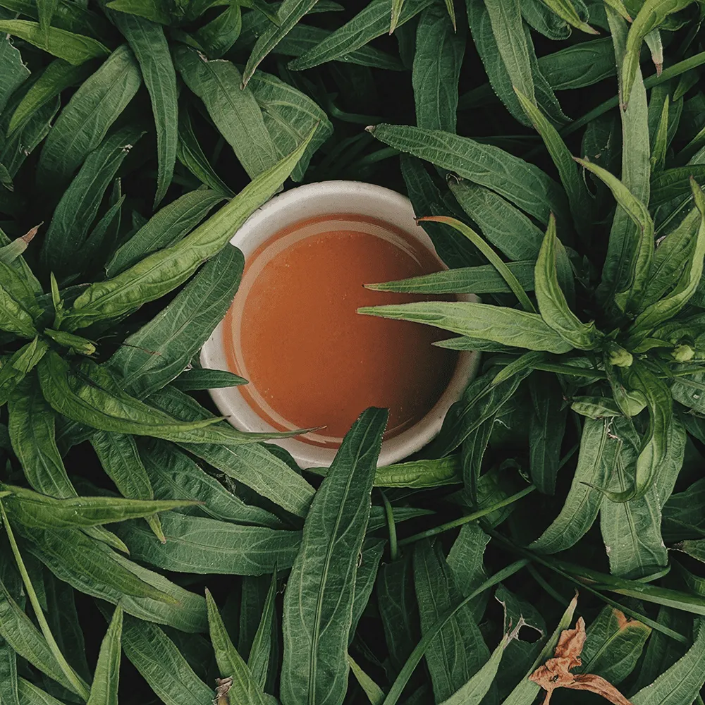 米其林茶葉料理秘訣就在於如何選用高品質的茶種來襯托食材的原味