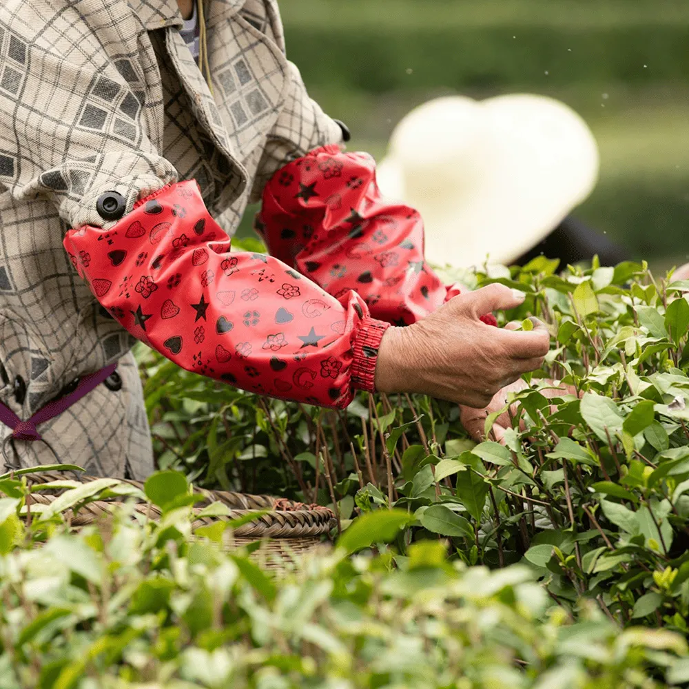 有機茶園與傳統茶園在視覺與生態上截然不同。