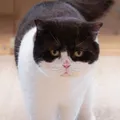 英國短毛貓介紹