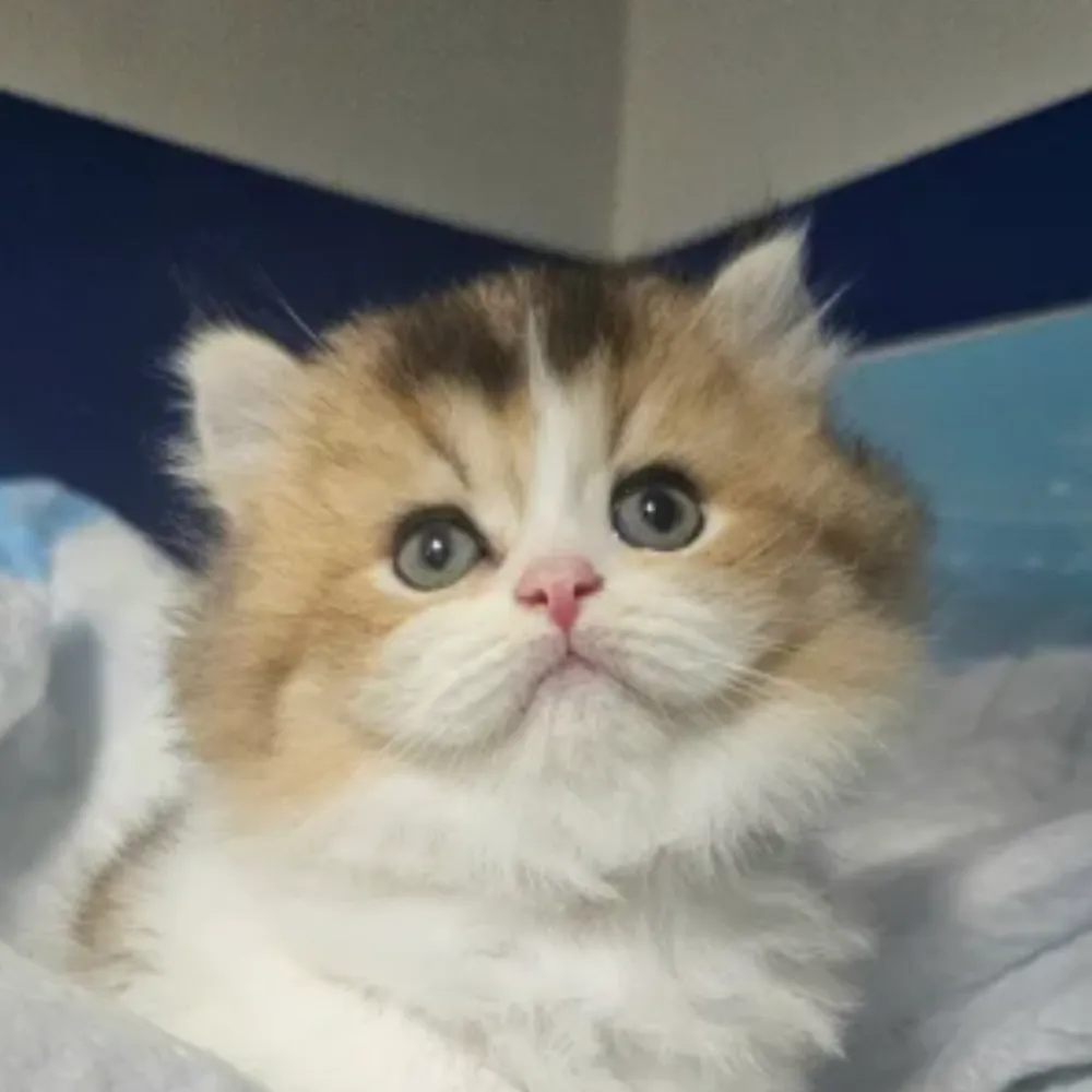 合法貓舍