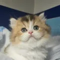 曼赤肯與英長貓