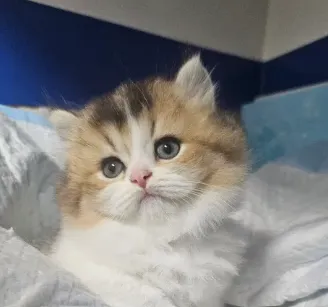 合法貓舍