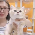 貓咪健康照顧