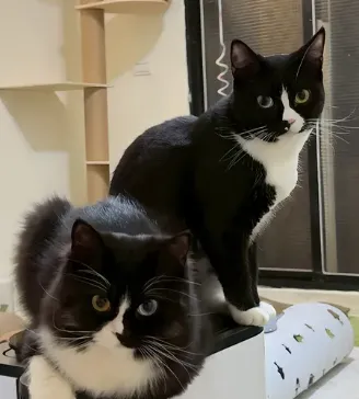 寵物