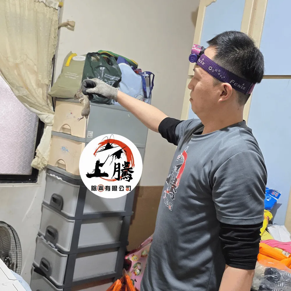 抓鼠專家
