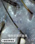 養出強韌秀髮:深層植物草頭皮護理,讓頭皮深呼吸