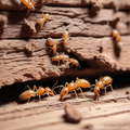 病蟲害隱憂圖鑑1－惱人白蟻不要來，白蟻防治3大優點