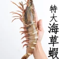 【東石海鮮】極鮮XL大草蝦