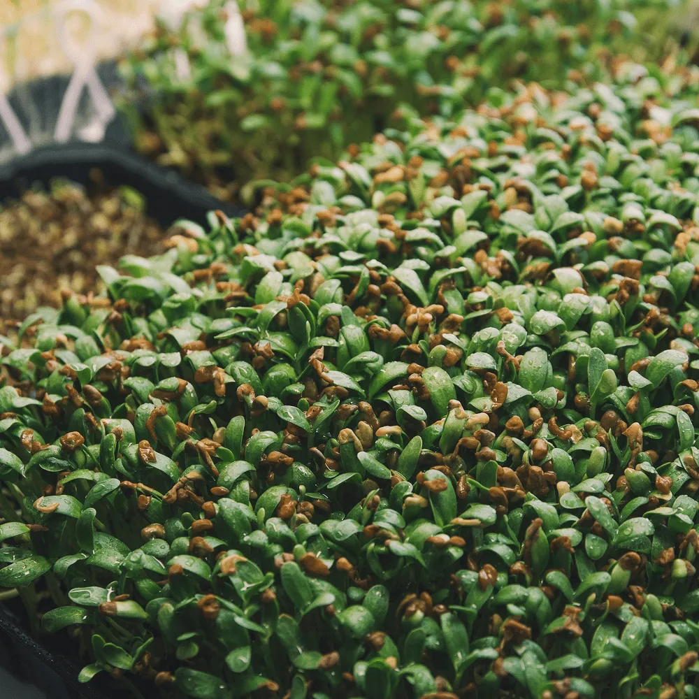 葫蘆巴萃取物近年來成為運動營養領域的熱門焦點